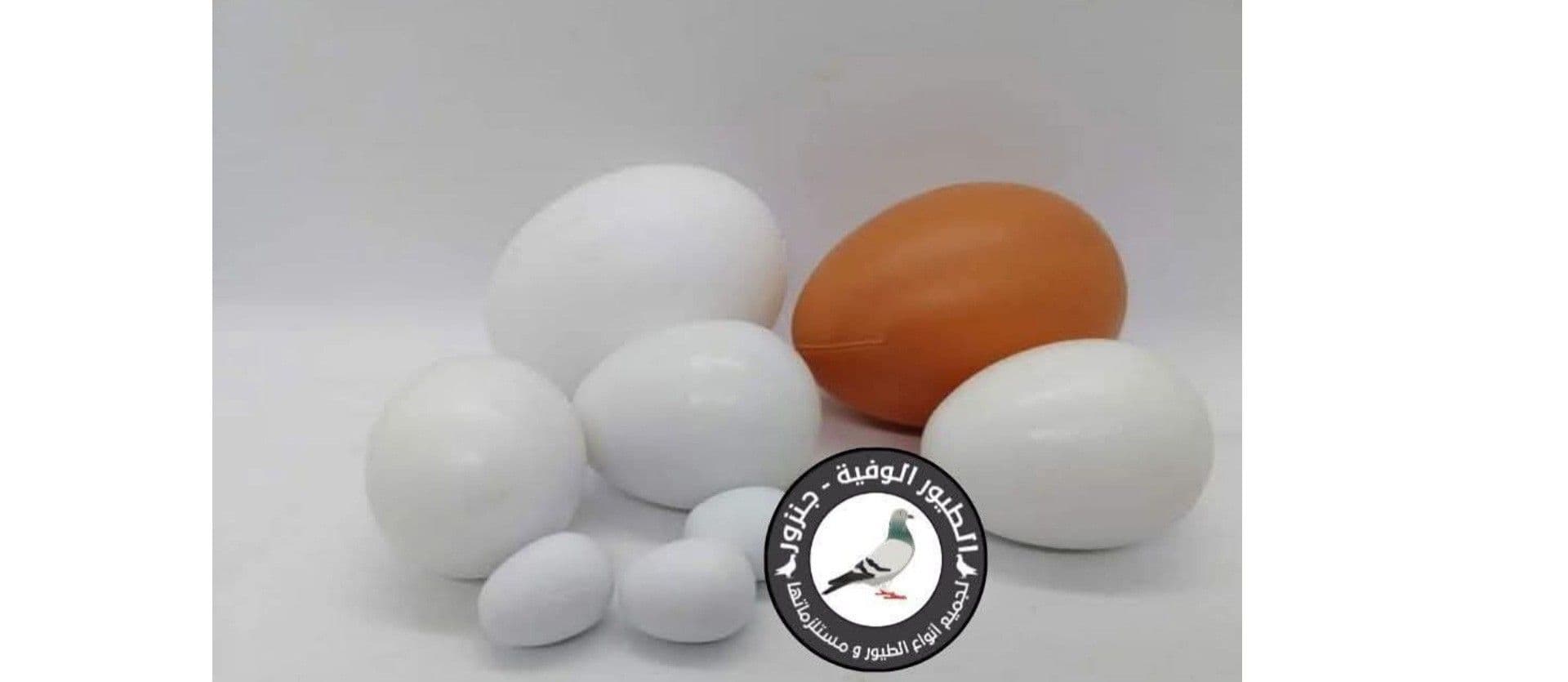 بيض صناعي